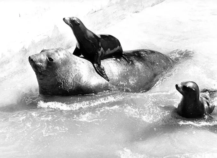 Framed Print : Seals play with each other, England, Great Britain