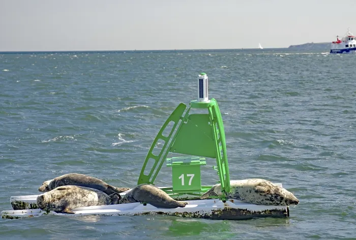 Framed Print : Three seals rest on a buoy in the sea Framed Print : Three seals rest on a buoy in the sea