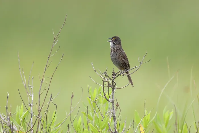 Framed Print : Seaside Sparrow (Ammodramus maritimus)