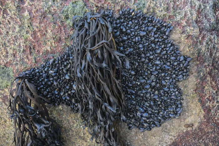 Framed Print : Seaweed and mussels on a rock, Lofoten