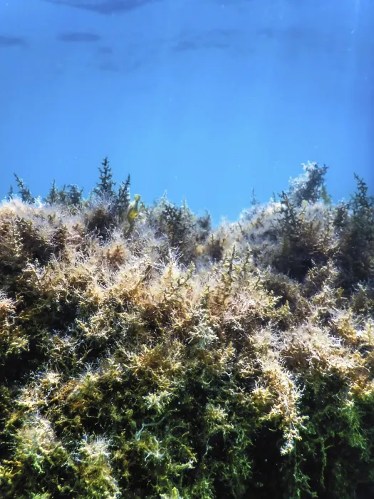 Framed Print : Seaweed, Seaweed Underwater, Seaweed Shallow Water near surface