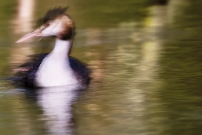 Framed Print : A second in the life of a great crested grebe (Podiceps Scalloped ribbonfish)