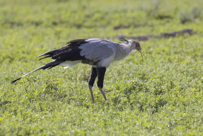 Framed Print : Secretary bird (Sagittarius serpentarius)