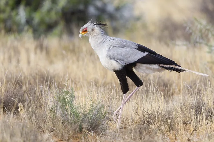 Framed Print : Secretary bird (Sagittarius serpentarius) Framed Print : Secretary bird (Sagittarius serpentarius)