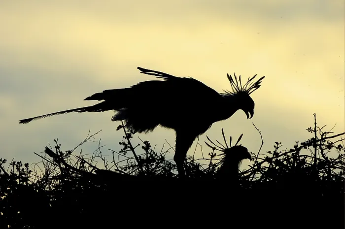 Framed Print : Secretary bird (Sagittarius serpentarius)