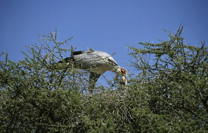 Framed Print : Secretary bird (sagittarius serpentarius) ADULT FEEDS CHICK IN THE NEST Framed Print : Secretary bird (sagittarius serpentarius) ADULT FEEDS CHICK IN THE NEST