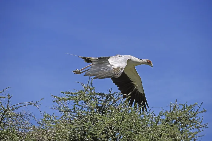 Framed Print : SECRETARY BIRD (sagittarius serpentarius) FLYING ABOVE ITS NEST AGAINST BLUE SKY