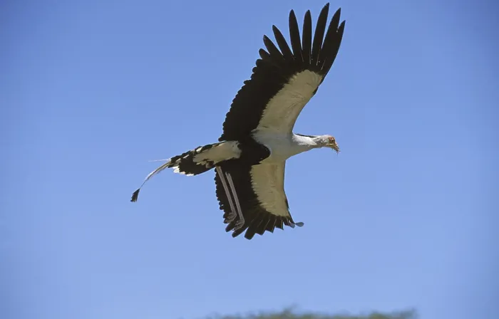 Framed Print : SECRETARY secretary bird (sagittarius serpentarius) FLYING AGAINST BLUE SKY
