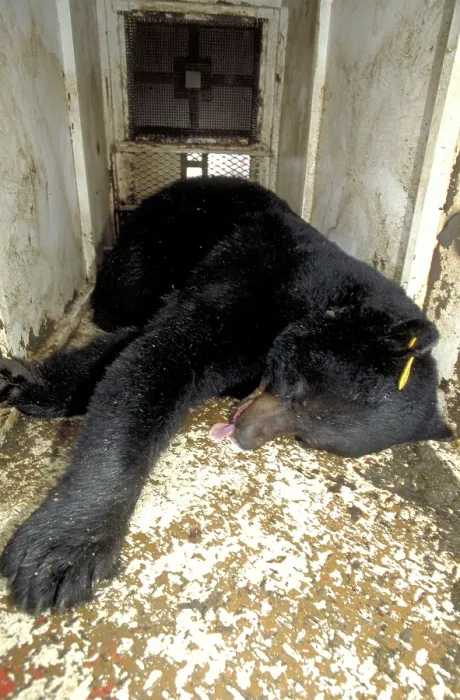 Framed Print : Sedated Black Bear in trap, Quebec Framed Print : Sedated Black Bear in trap, Quebec