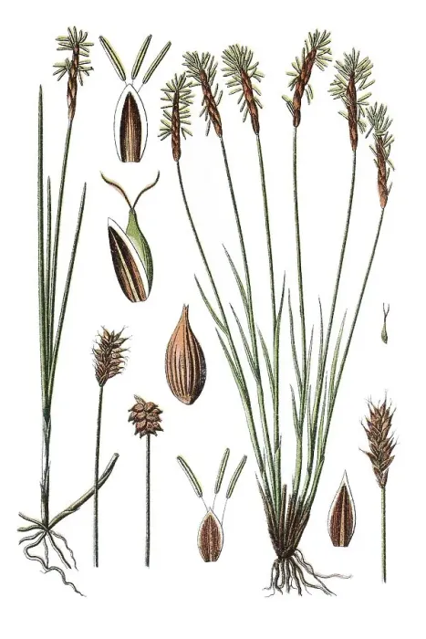 Framed Print : Sedge species (Carex dioeca), left Framed Print : Sedge species (Carex dioeca), left