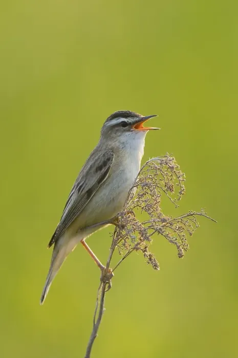 Framed Print : Sedge Warbler (Acrocephalus schoenobaenus)