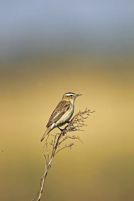 Framed Print : Sedge Warbler (Acrocephalus schoenobaenus)