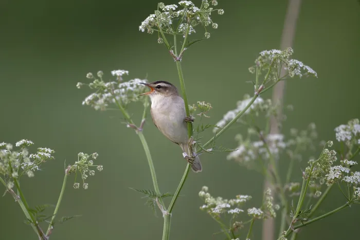 Framed Print : Sedge Warbler (Acrocephalus schoenobaenus) singing Framed Print : Sedge Warbler (Acrocephalus schoenobaenus) singing