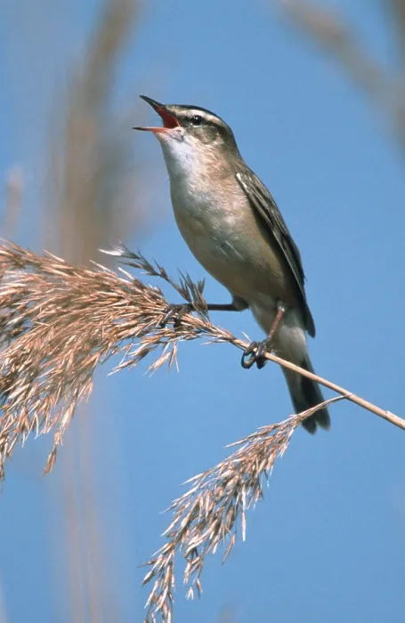 Framed Print : Sedge warbler, singing, Lake Neusiedl Framed Print : Sedge warbler, singing, Lake Neusiedl