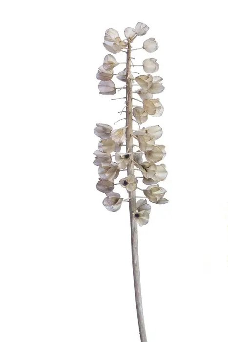 Framed Print : Seed head of a Grape hyacinth (Muscari) on white background