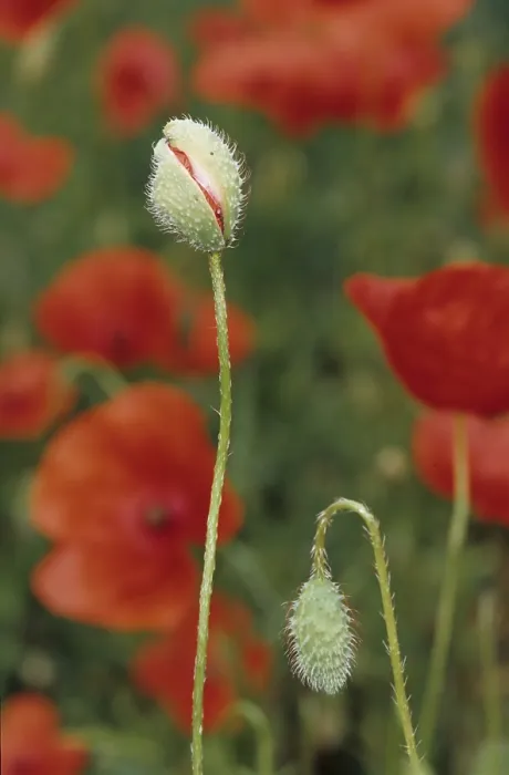 Framed Print : Seed poppy (Papaver dubium)
