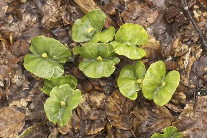 Framed Print : Seedlings of copper beech (Fagus sylvatica) growing amid leaf litter under dense shade in the forest Framed Print : Seedlings of copper beech (Fagus sylvatica) growing amid leaf litter under dense shade in the forest
