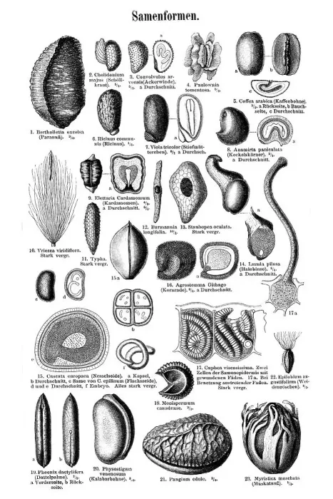 Framed Print : Seeds, historic image, Meyers Konversations-Lexikon encyclopedia Framed Print : Seeds, historic image, Meyers Konversations-Lexikon encyclopedia