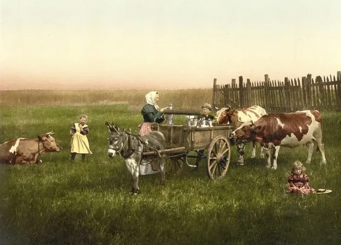Framed Print : Selling milk directly on the pasture from a donkey cart