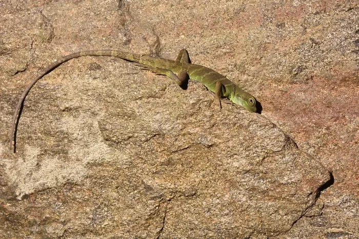 Framed Print : Semiadulte Green water dragon (Physignathus cocincinus) rests on rock