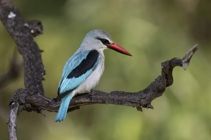 Framed Print : Senegal Kingfisher (Halcyon senegalensis)