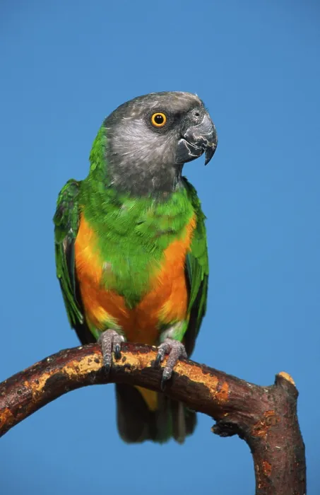 Framed Print : Senegal Parrot (Poicephalus senegalus)