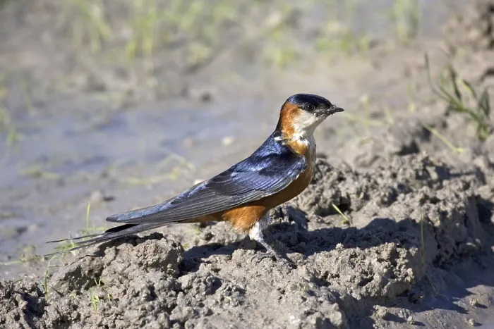 Framed Print : Senegal swallow, (Hirundo senegalensis) swallow collects nesting material Framed Print : Senegal swallow, (Hirundo senegalensis) swallow collects nesting material