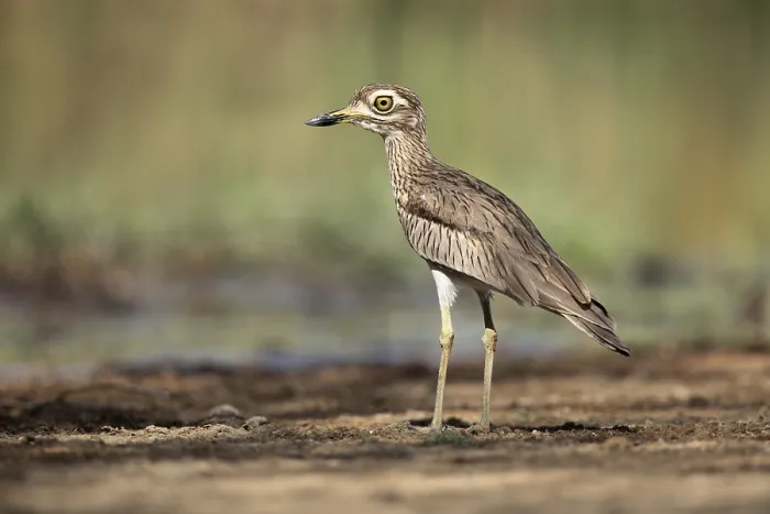 Framed Print : Senegal Thick-knee (Burhinus senegalensis) on field Framed Print : Senegal Thick-knee (Burhinus senegalensis) on field