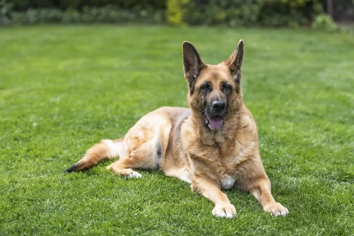 Framed Print : Senior German Shepherd dog resting on grass