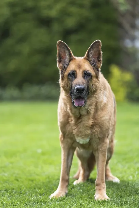 Framed Print : Senior German Shepherd dog resting on grass