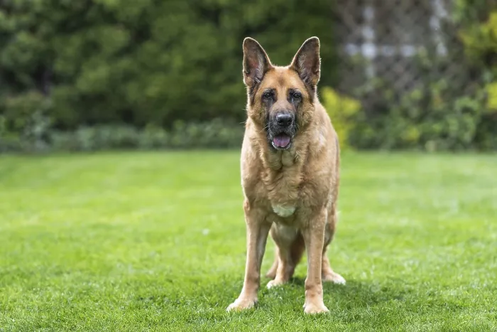 Framed Print : Senior German Shepherd dog resting on grass