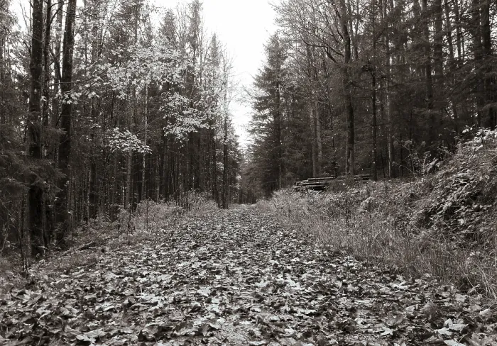 Framed Print : Sepia-coloured, forest road through mixed autumnal forest