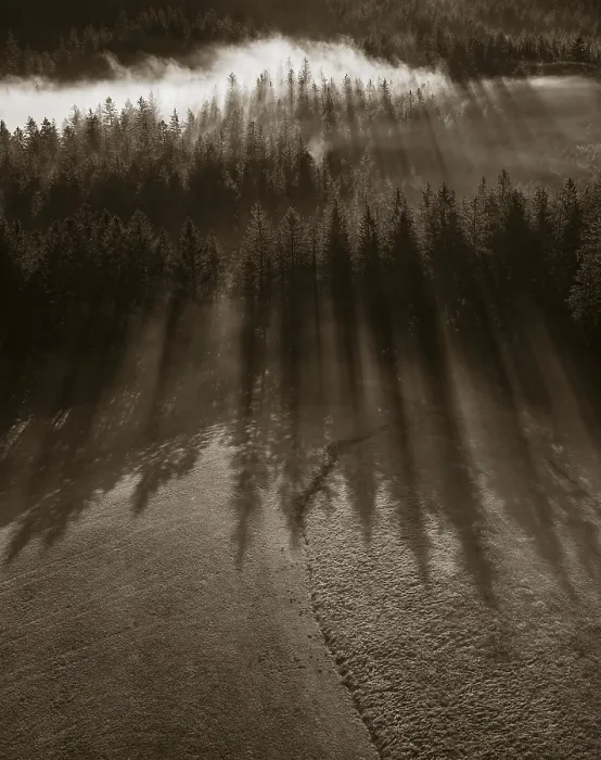 Framed Print : Sepia-coloured, spruce forest in morning fog with flares