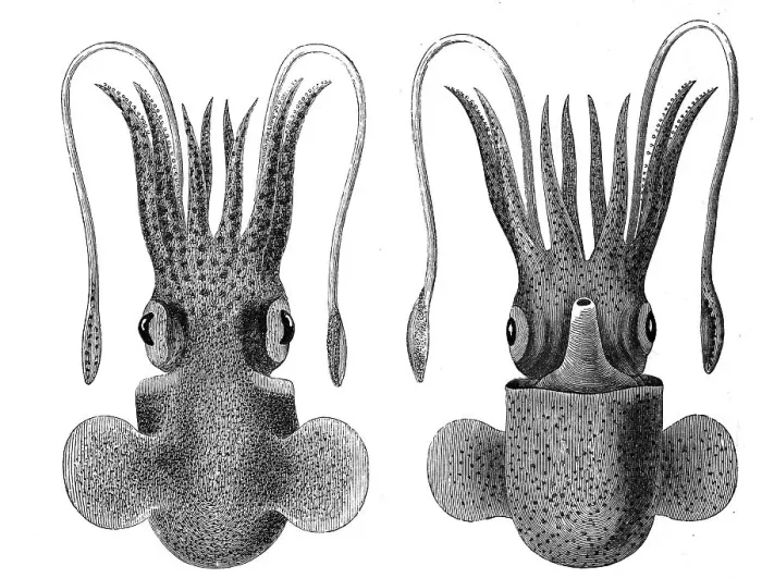 Framed Print : Sepiola rondeletii from the dorsal