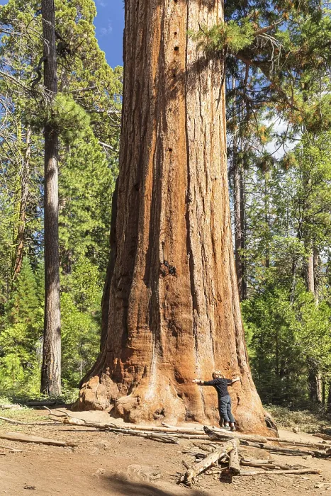 Framed Print : Sequoia tree in Mariposa Grove Framed Print : Sequoia tree in Mariposa Grove