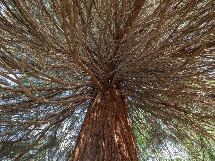 Framed Print : Sequoia tree (Sequoioidea), view from below into the crown