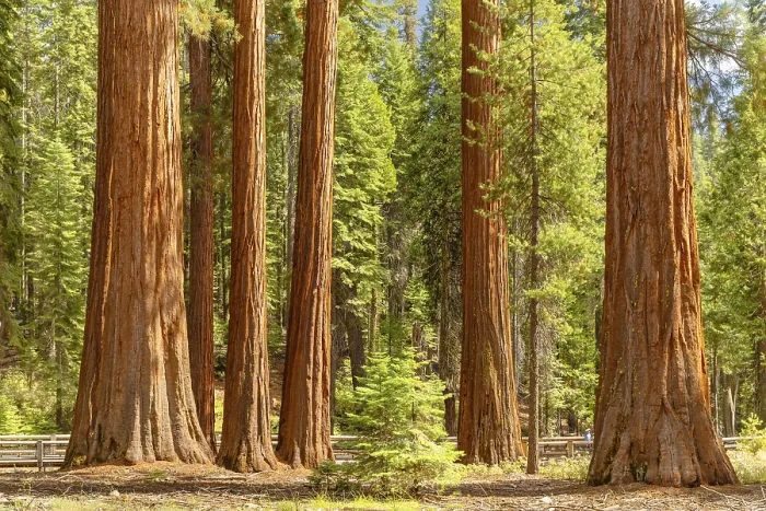 Framed Print : Sequoia trees in Mariposa Grove Framed Print : Sequoia trees in Mariposa Grove