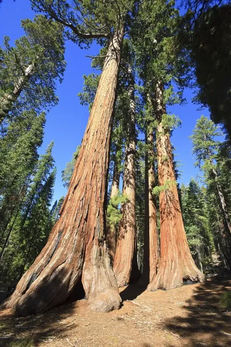 Framed Print : Sequoias in Foresta, Yosemite West Framed Print : Sequoias in Foresta, Yosemite West