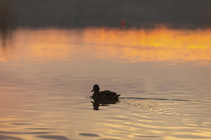 Framed Print : A serene and calm scene of a duck gracefully gliding across the tranquil waters at sunset