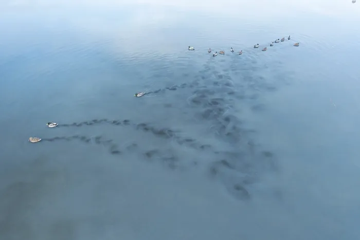 Framed Print : A serene scene of mallards gliding across the calm waters of Toledo Lagoons