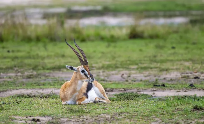 Framed Print : Serengeti Thomson's Gazelle (Eudorcas nasalis) sitting