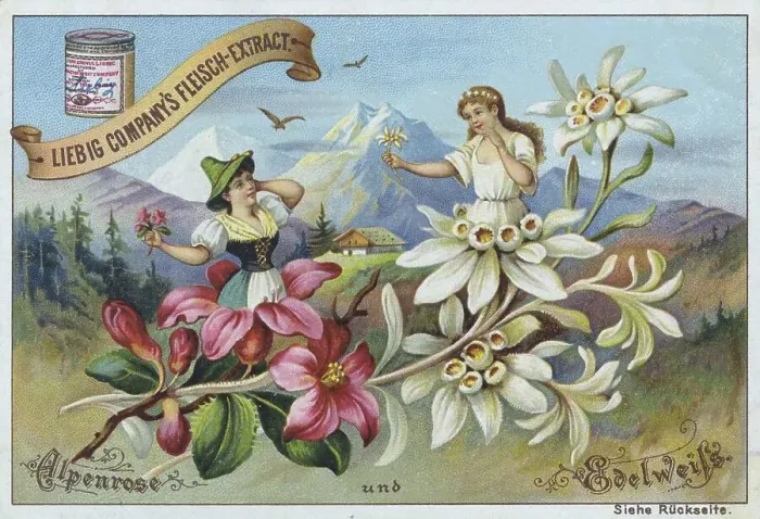 Framed Print : Series Flowers and Legends, Alpine Rose and Edelweiss