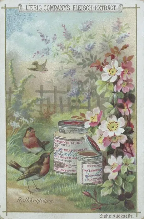 Framed Print : Series native birds, robin, Historic
