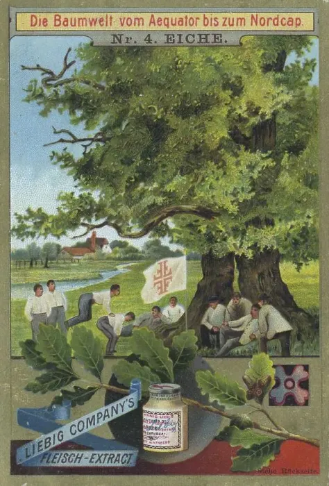 Framed Print : Series The Tree World from the Equator to the North Cape