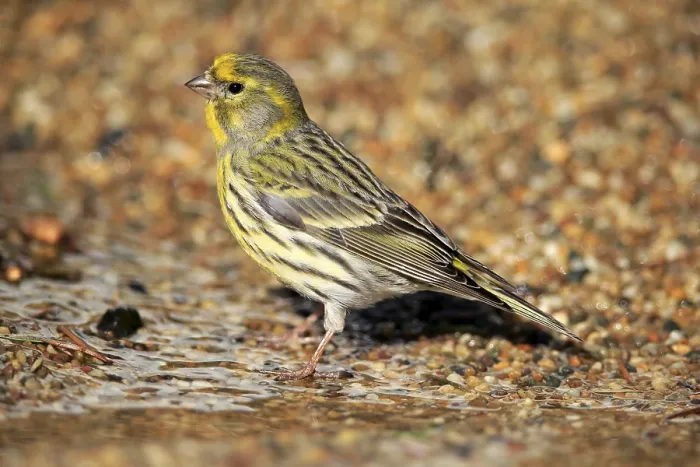Framed Print : Serin (Serinus serinus), adult Framed Print : Serin (Serinus serinus), adult