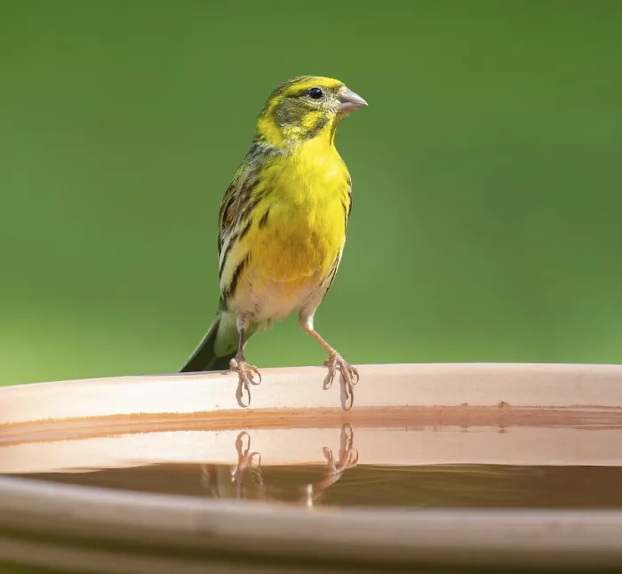 Framed Print : Serinus serinus (Serinus serinus) standing on a bird bath