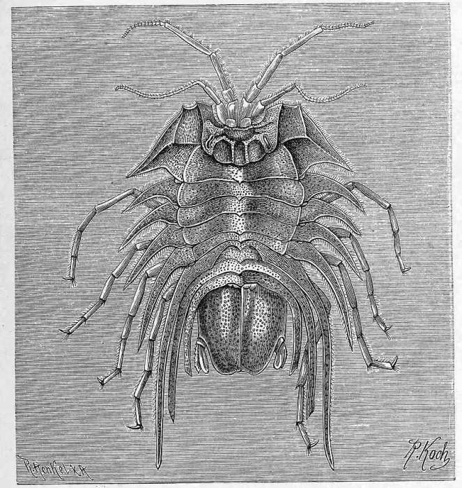 Framed Print : Serolis bromleyana, Syn. Brucerolis bromleyana