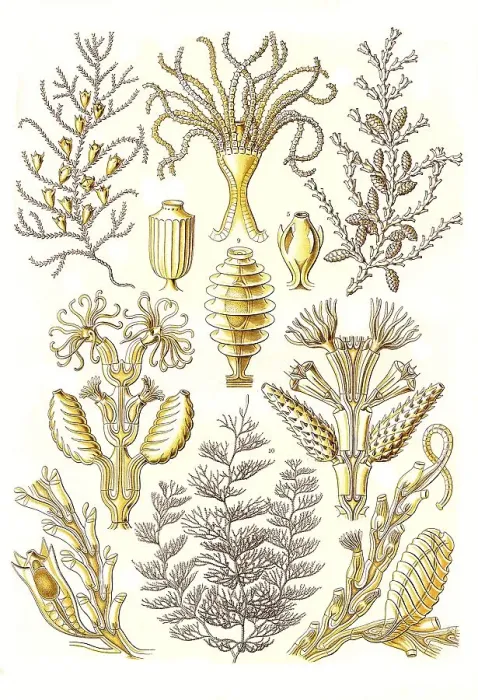Framed Print : Sertulariae, Row Polyps