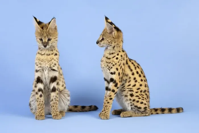 Framed Print : Serval (Leptailurus serval), 2 juveniles Framed Print : Serval (Leptailurus serval), 2 juveniles
