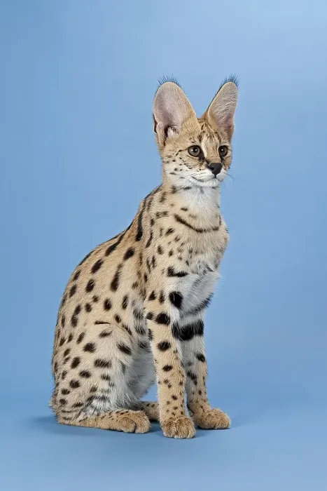 Framed Print : Serval (Leptailurus serval), 5 months Framed Print : Serval (Leptailurus serval), 5 months